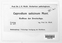 Capnodium citri image